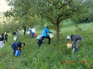 Äpfel sammeln_1